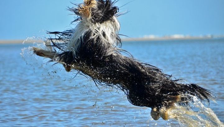 Wandelen met de hond op Schiermonnikoog