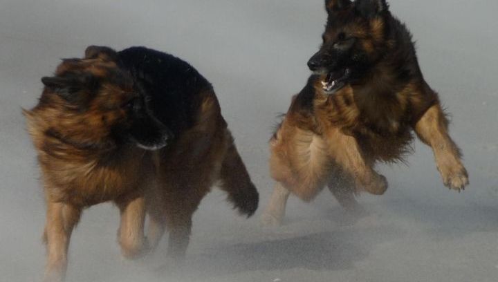 Hunde am Strand auf Schiermonnikoog