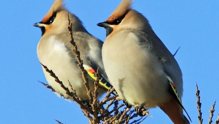Vögel beobachten am Schiermonnikoog