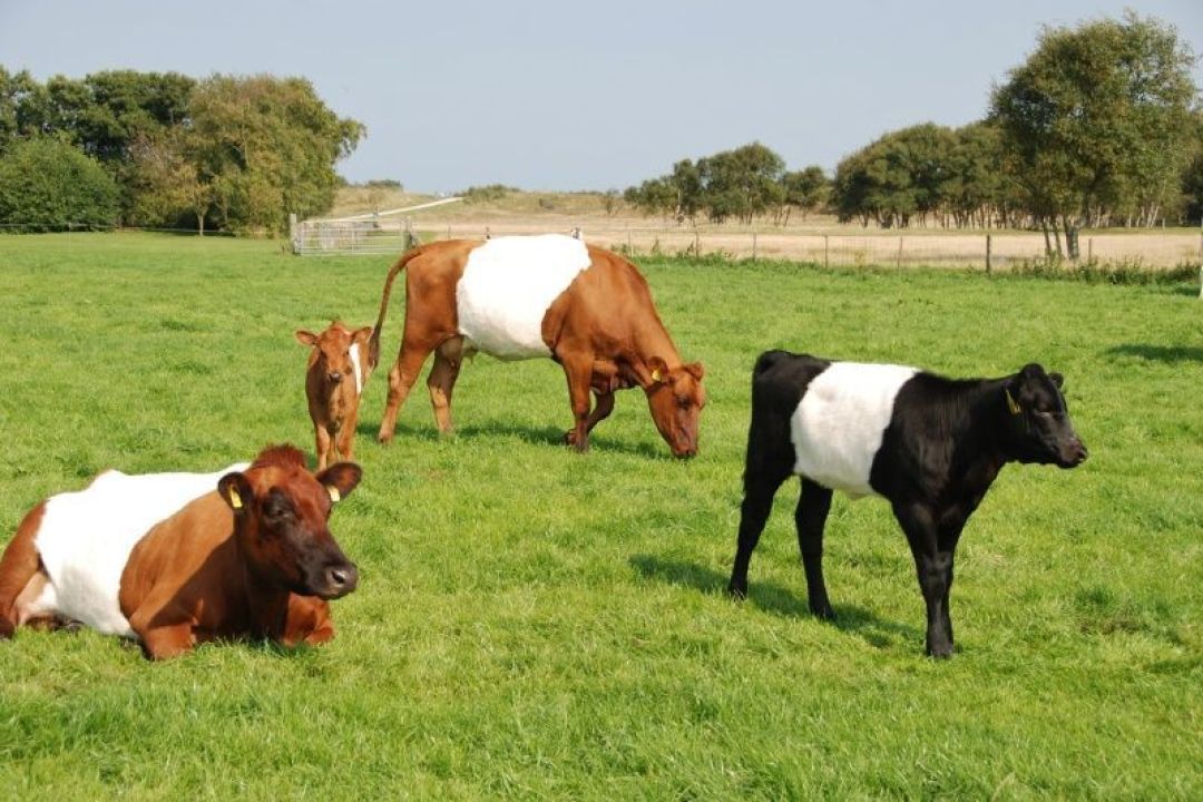 Gruppenunterkunft de Kooiplaats