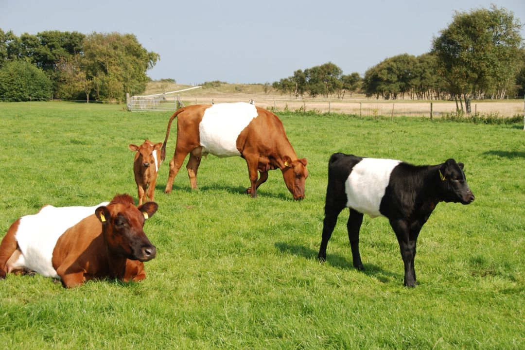 Ferienfarm De Kooiplaats