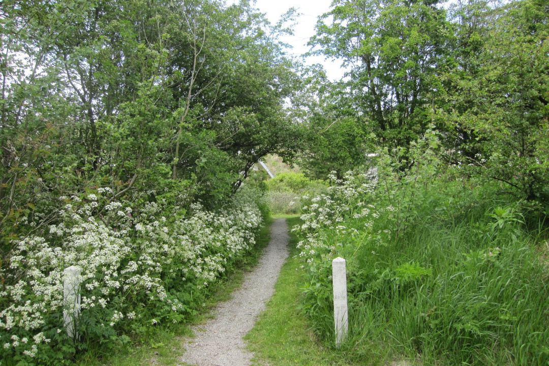 De Witte Bezem | Ruhiges Familienferienhaus in den Dünen