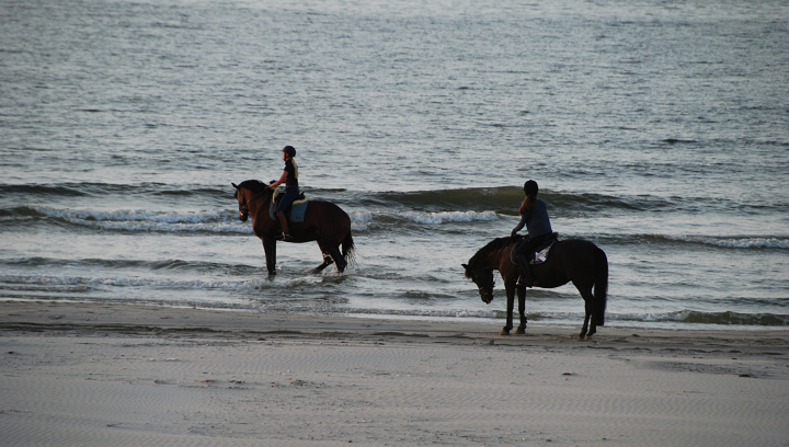 Pferde am Strand 