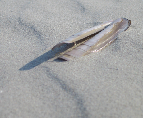 am Strand Muscheln suchen