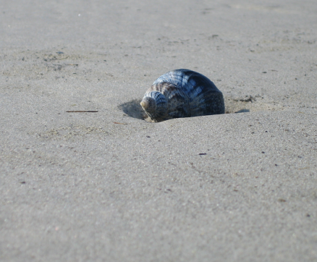 am Strand Muscheln suchen