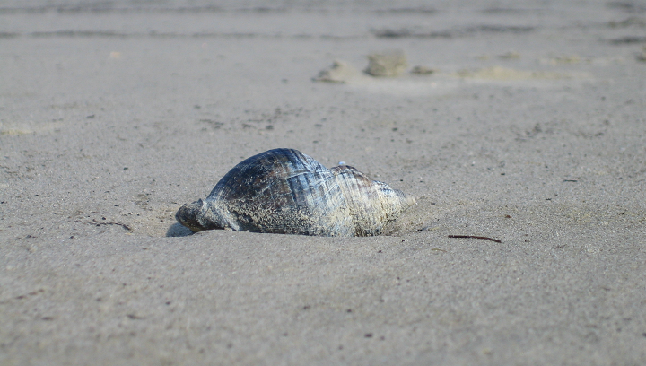 Spindelschnecke