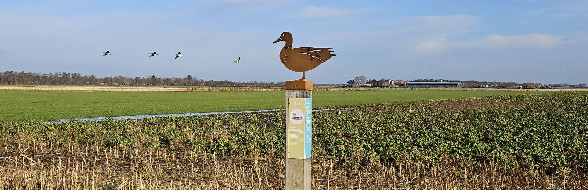 Schiermonnikoog-Banckspolder-Natur-und-Vögel