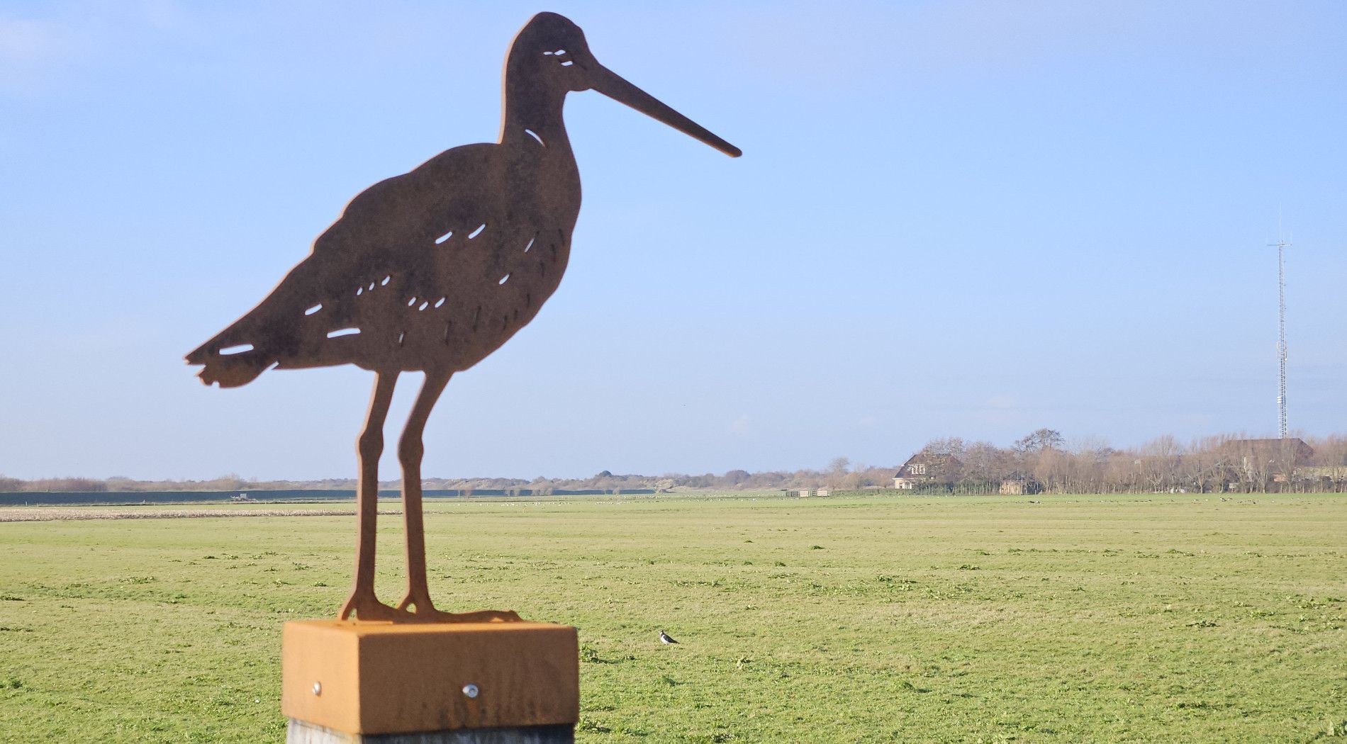 Schiermonnikoog-Banckspolder-Natur-und-Vögel