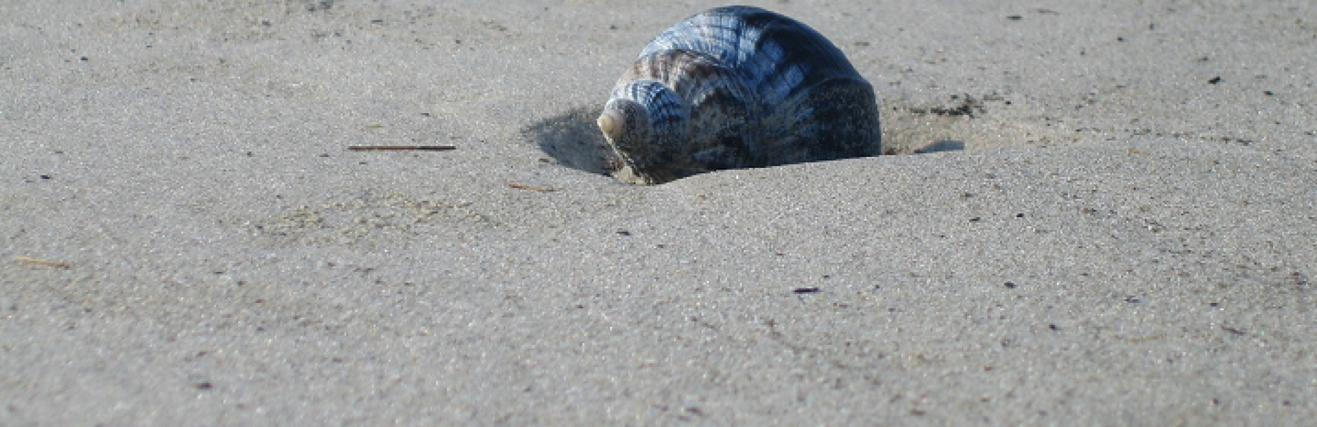 Gemeine Spindelschnecke