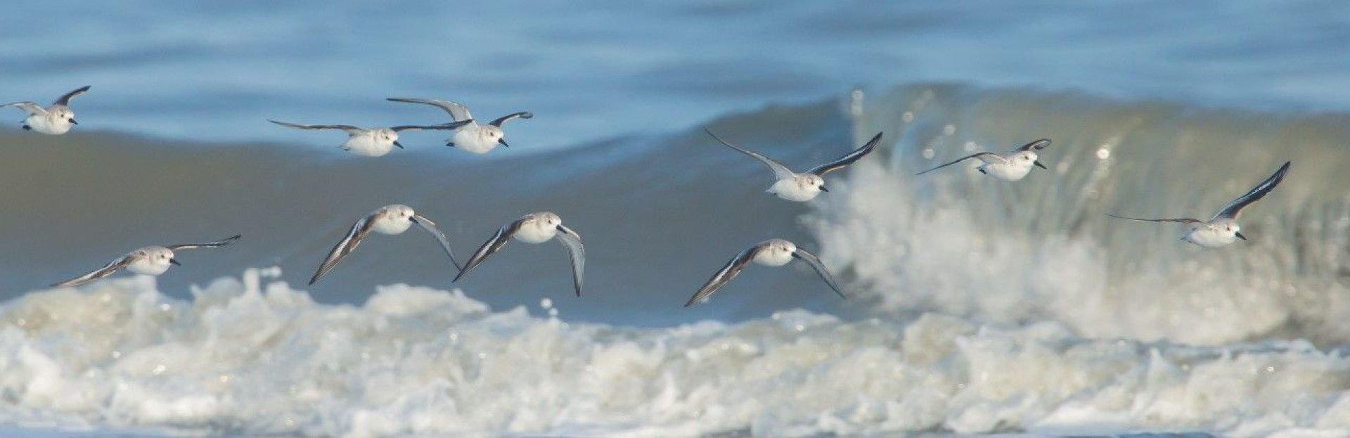 Vogels boven de branding