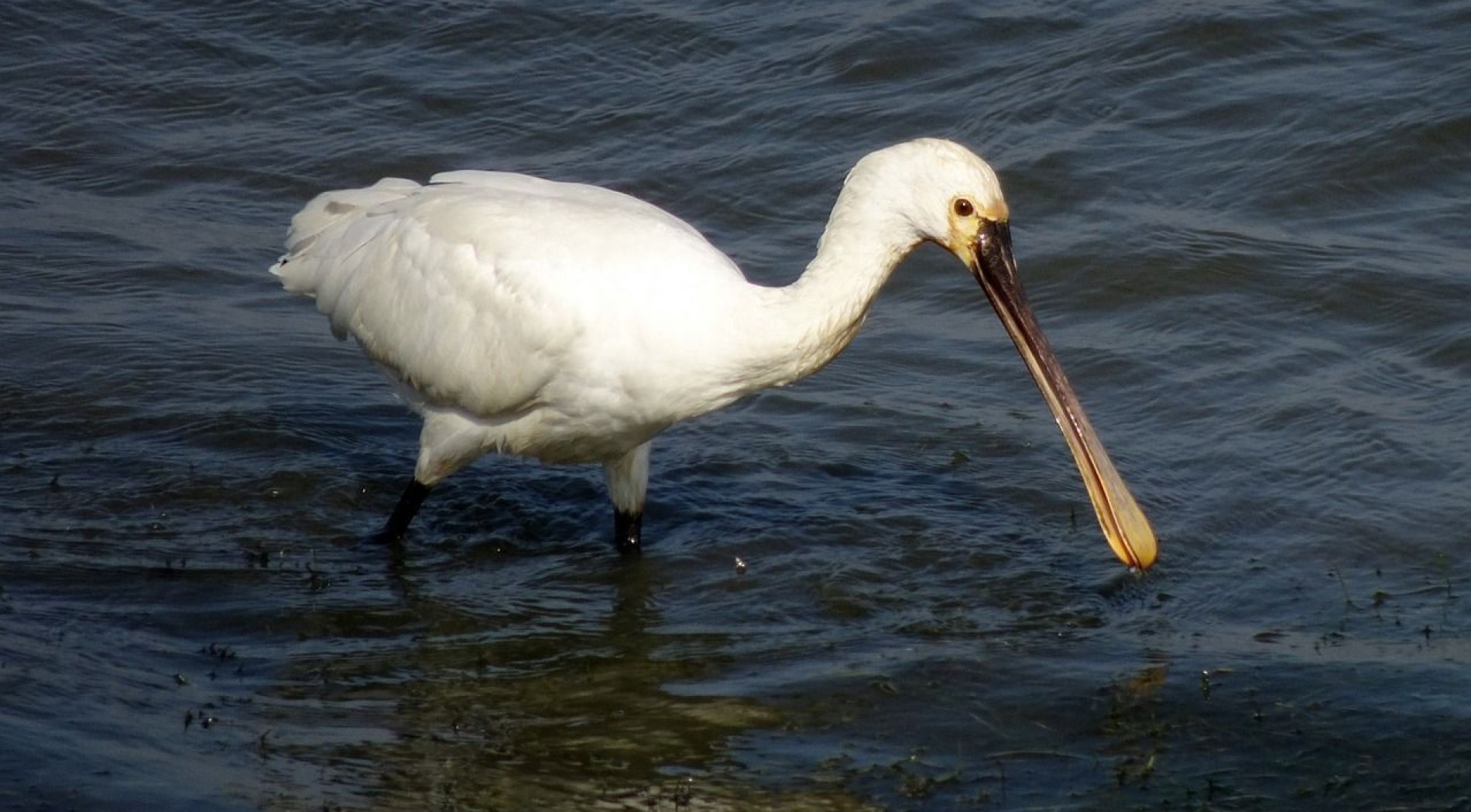 Schiermonnikoog-Banckspolder-Natur-und-Vögel