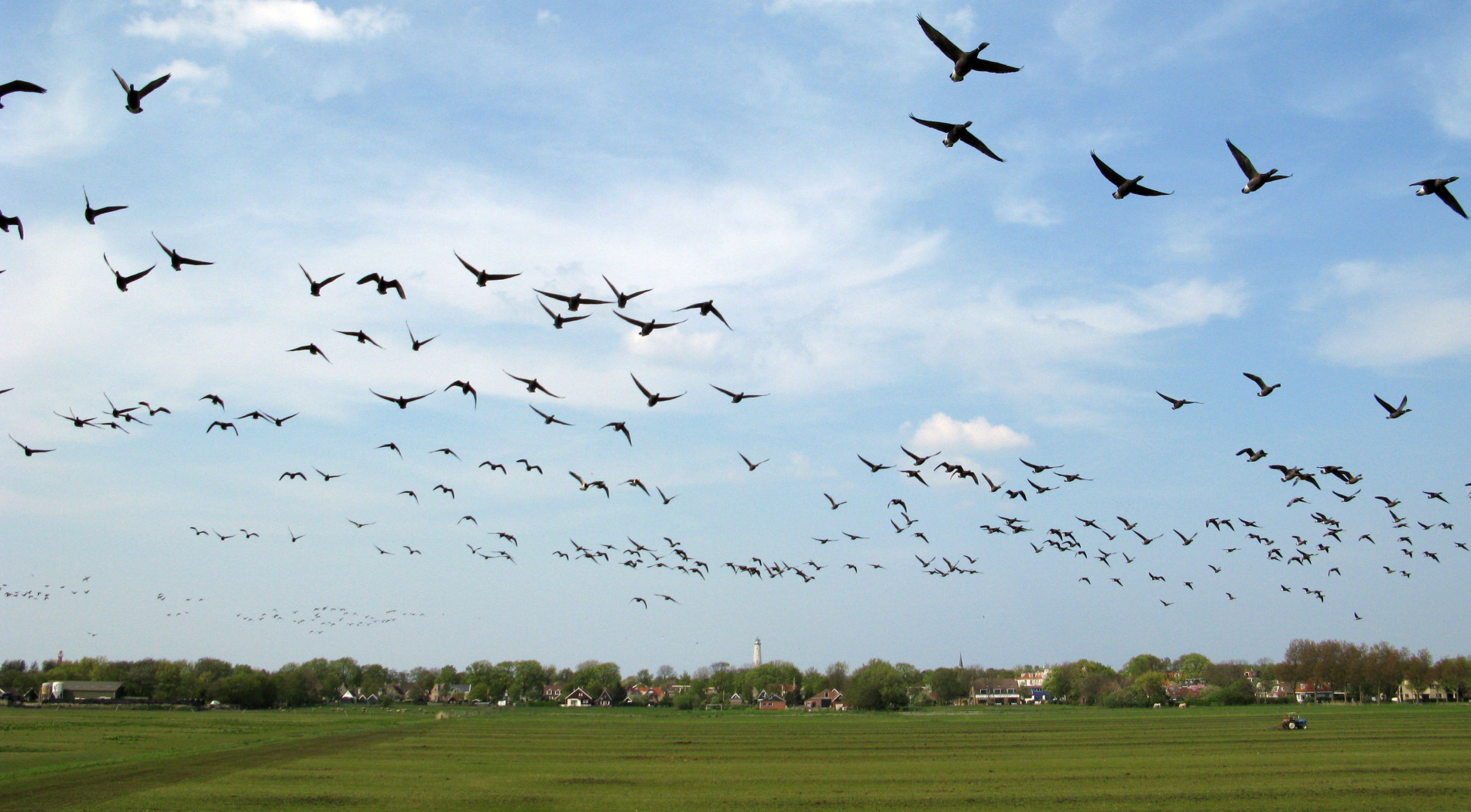 Vogelparadies-Banckspolder-Schiermonnikoog