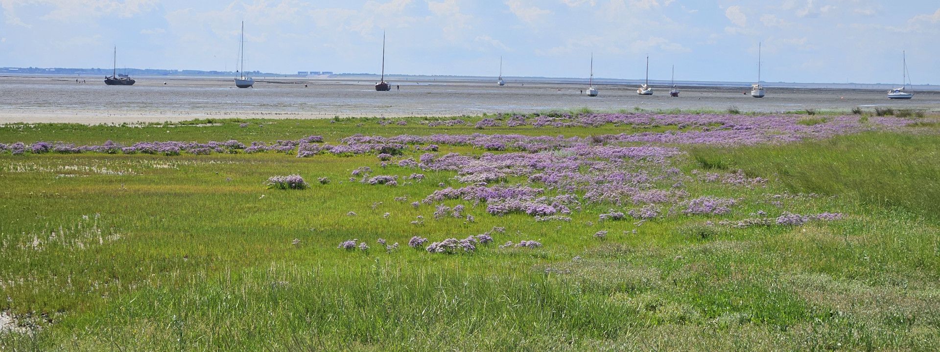 Ankernde Boote vor Schiermonnikoog mit blühendem Strandflieder in der einzigartigen Wattlandschaft