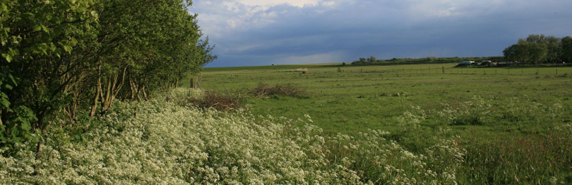 Polder auf Schiermonnikoog