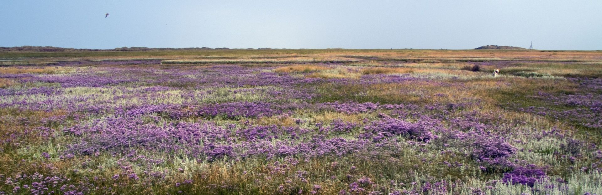 Salzwiesen auf Schiermonnikoog