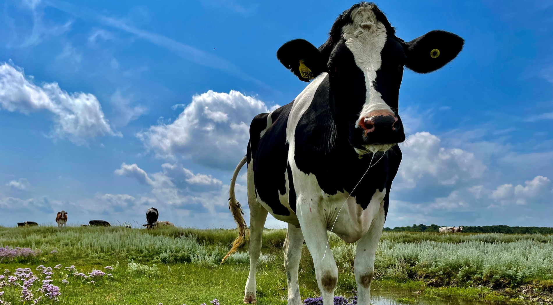 Inselkühe auf der Naturweide