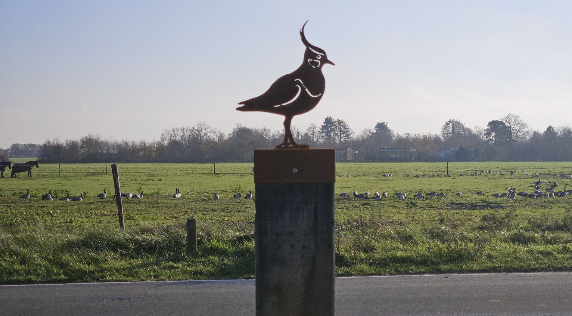 Banckspolder-Schiermonnikoog-Paradies-für-Vögel