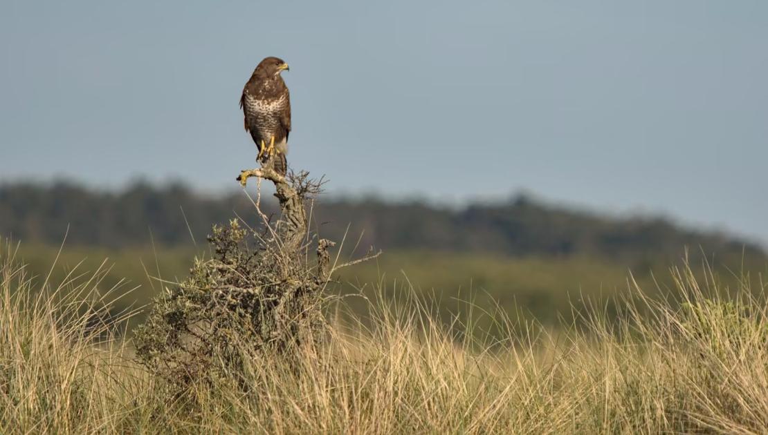 roofvogels spotten op Schiermonnikoog